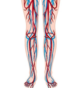 Localisation des veines et des artères dans les jambes