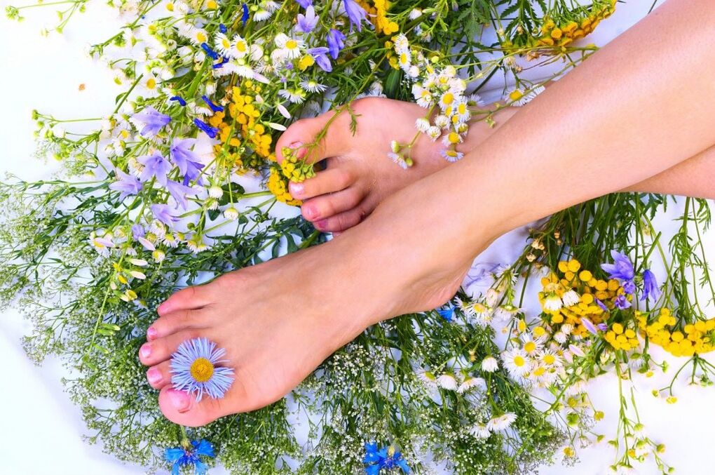 Herbes de varices