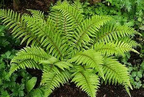 compresses pour le traitement des varices